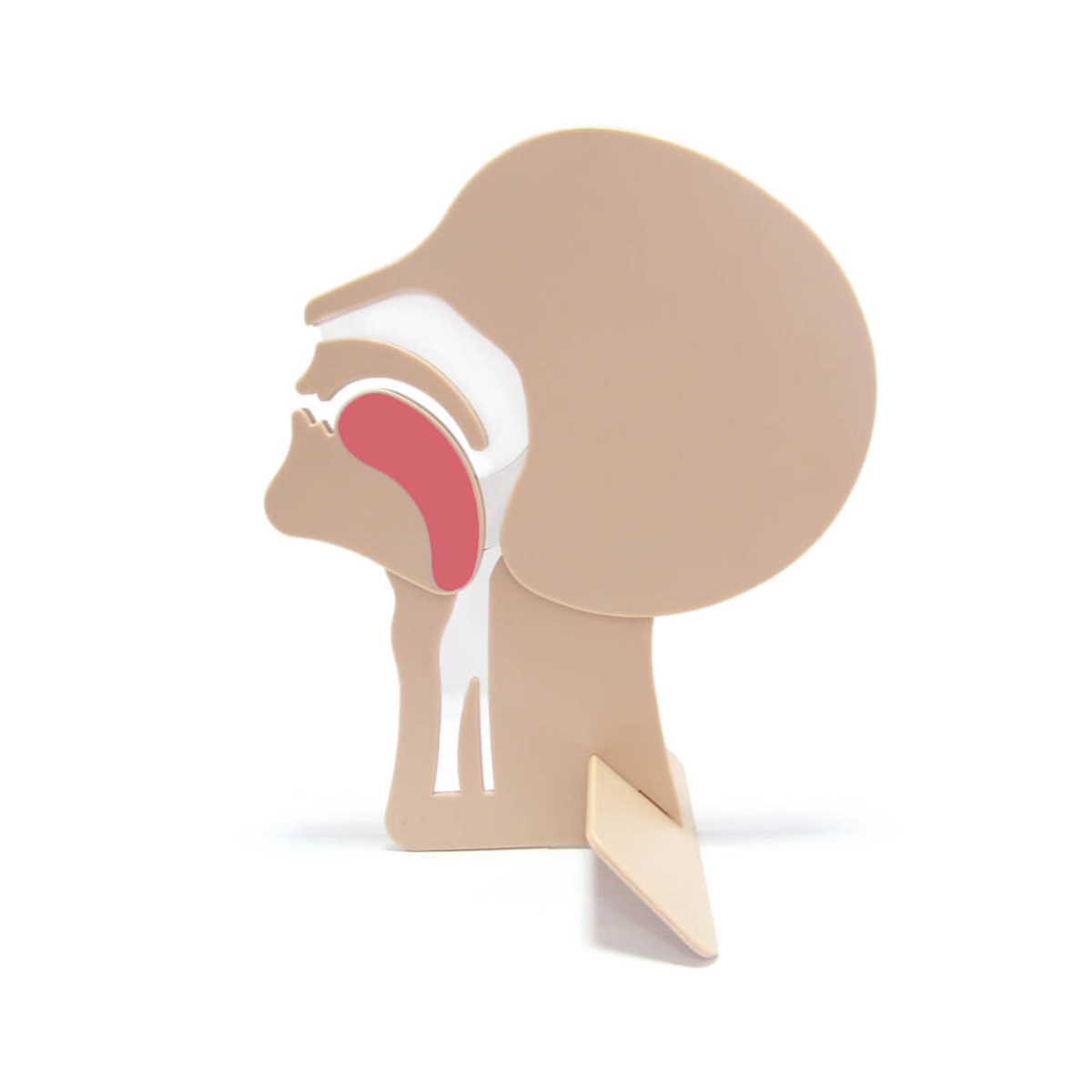 Kopfmodell, Schädel, Anatomie, Modell, Schaedelvolumen
