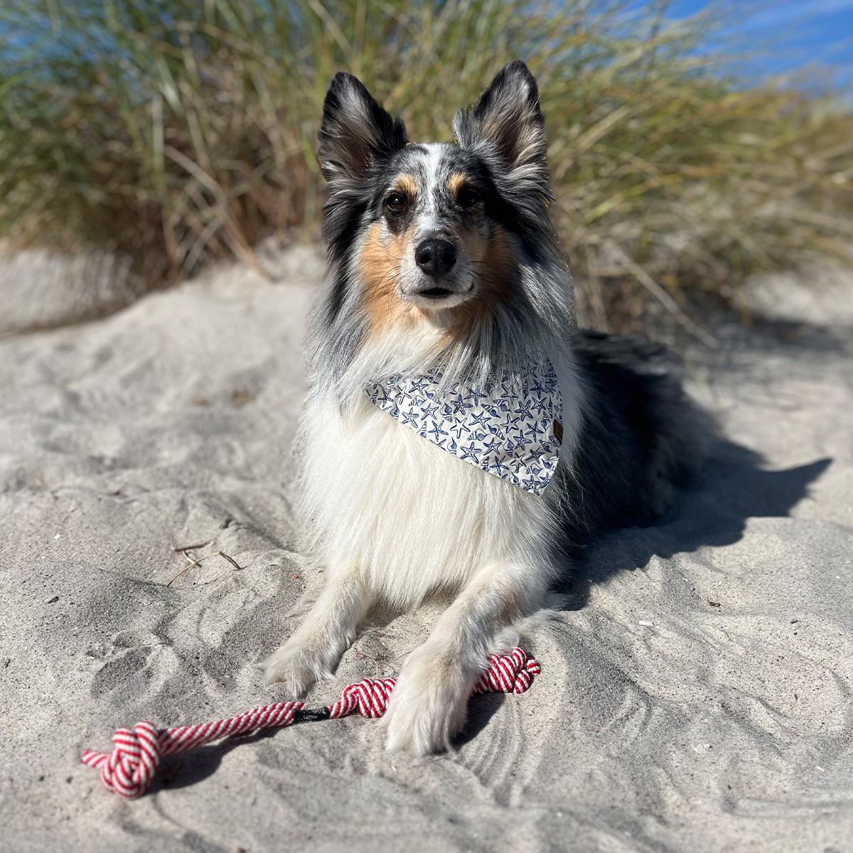 Tau-Spielzeug für Hunde