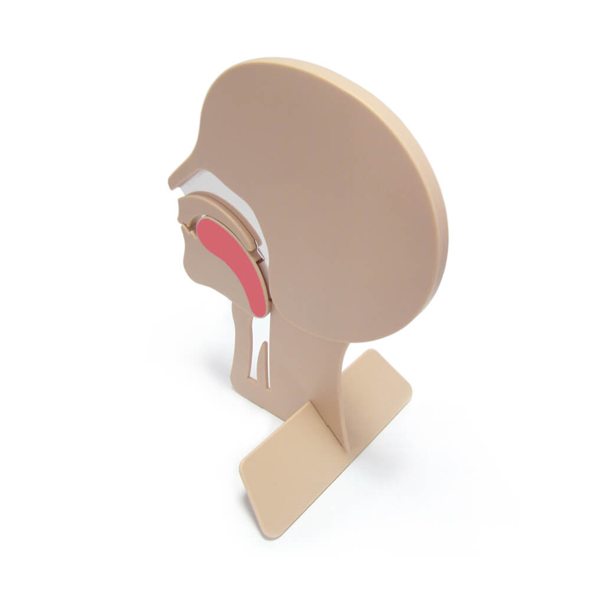 Ohrmodell, Hörorgan, Gehörmodell, Anatomie, Modell