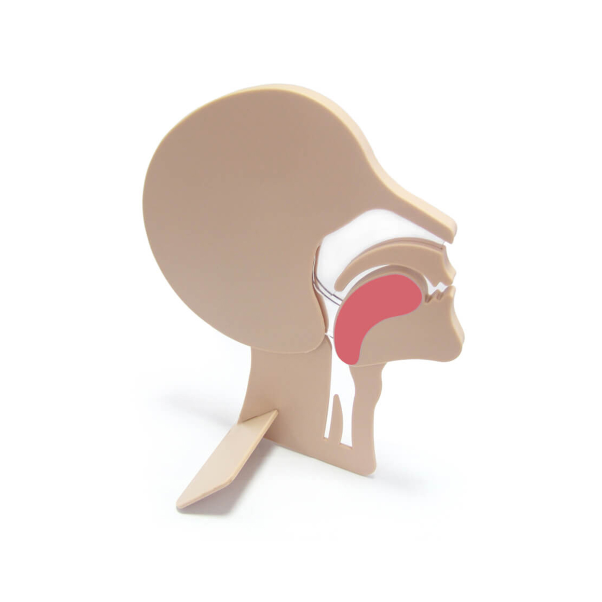menschliche Anatomie, Ohr-Modell, anatomisches Modell, Ohrennavigation?, Kopf-Diagramm